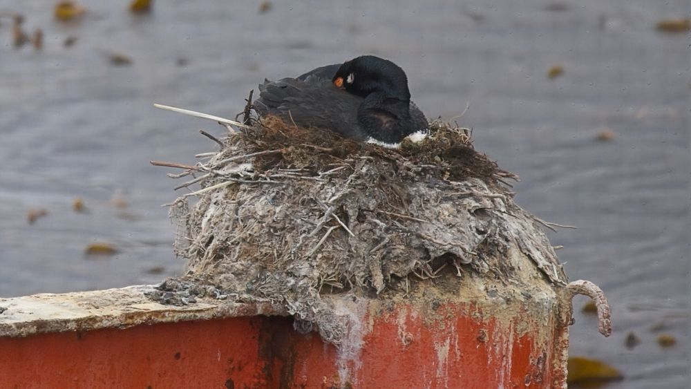 Rock Shag Sleeping On Nest Port Philip Chile Large Photography Art | Followmyprints