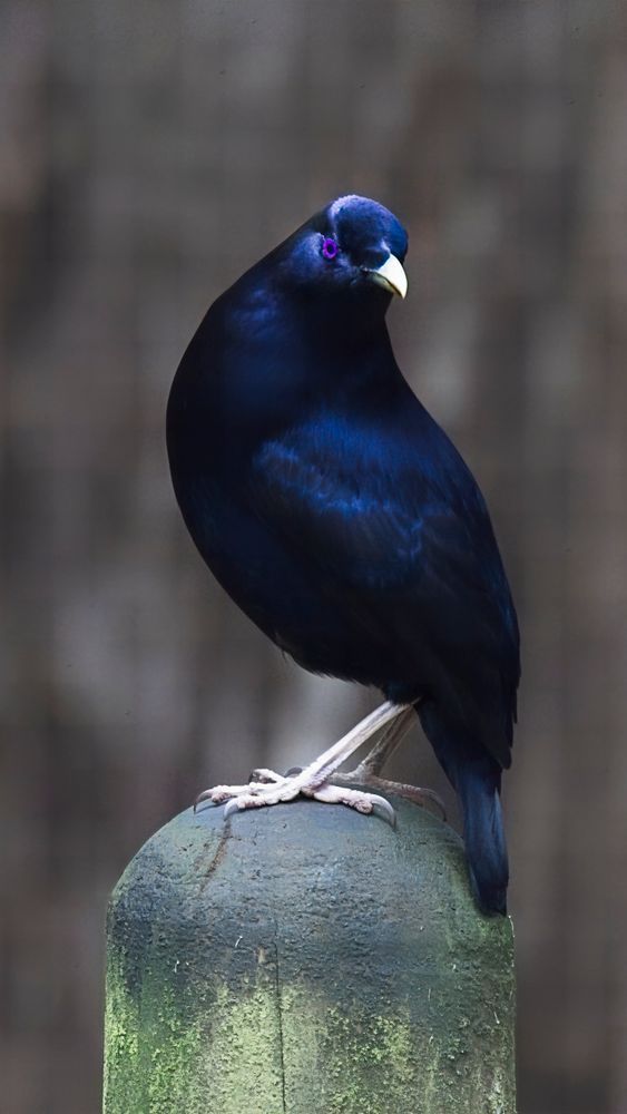 Male Satin Bowerbird Photography Art | Followmyprints