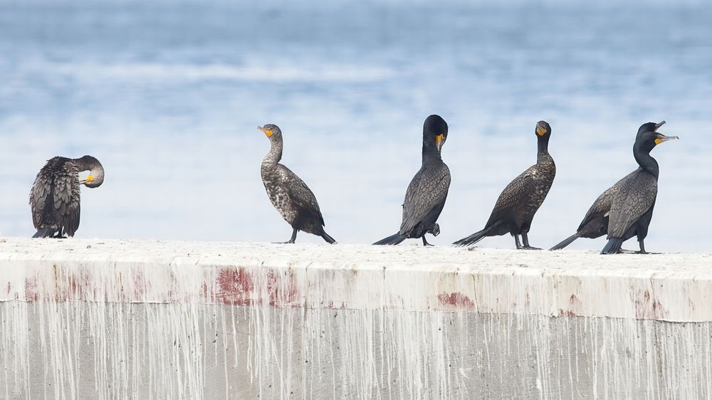 San Francisco Sentinels Alt Tag A Group Of Brandt's Cormorants Perched On A Weathered Wooden Pier In San Francisco, With The Blue Bay Water And City Skyline Faintly Visible In The Background. Photography Art | Followmyprints