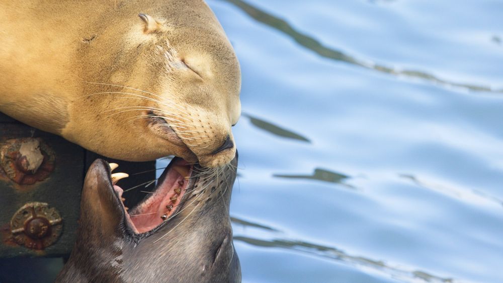 California Sea Lions at Pier 39, San Francisco | Iconic Urban Wildlife Photography