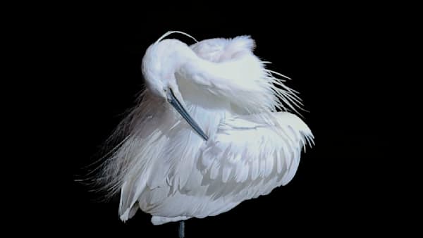 The Ballerina's Poise Photography Art | Followmyprints
