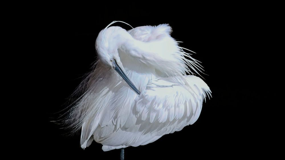 Photographic Art