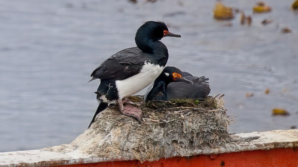 Pair of Rock Shags in Port Phillip, Chile | South American Marine Bird Photography