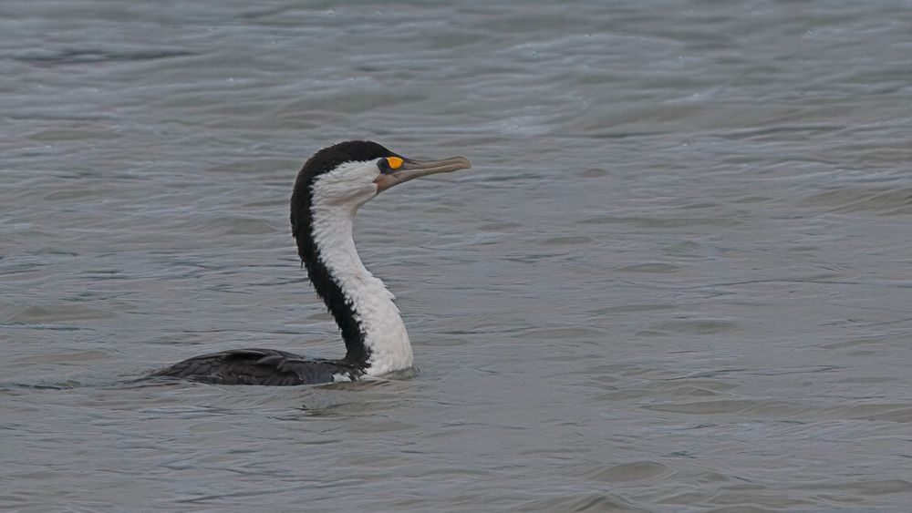 Pied Shag In Inlet Bay Of Islands Nz Large Photography Art | Followmyprints