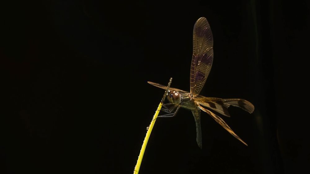 Common Grasshawk Dragonfly Macro | High-Contrast Insect Photography on Dark Background