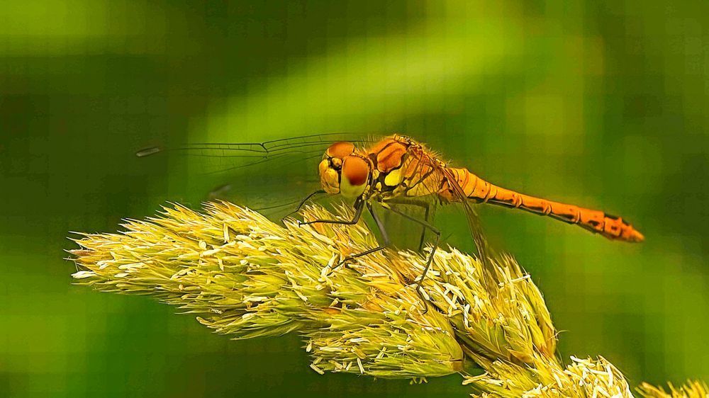 Golden Dragonfly Perched on Grass | Macro Nature Photography