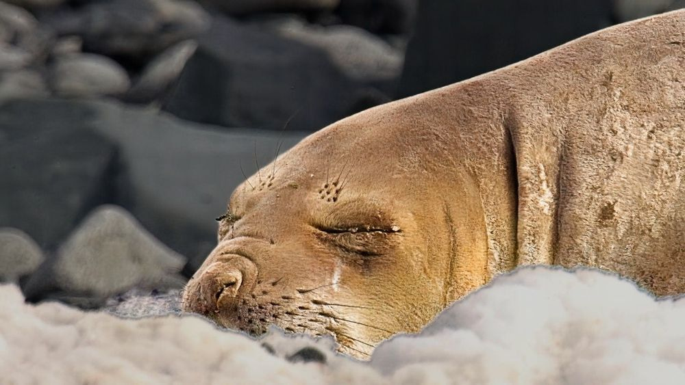 Elephant Seal Headshot Large Photography Art | Followmyprints