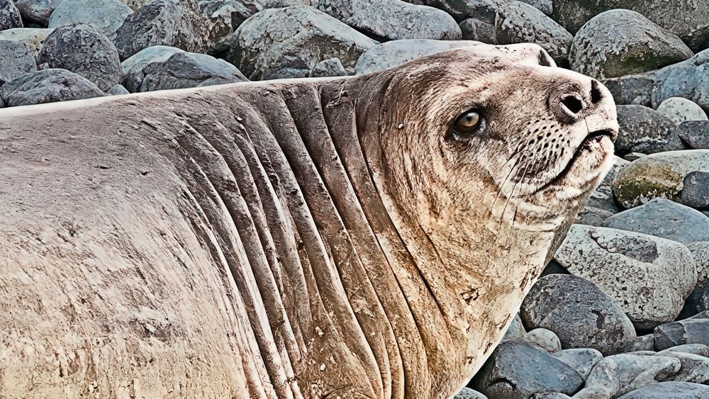Portrait Of A Southern Elephant Seal In The South Shetland Islands Photography Art | Followmyprints