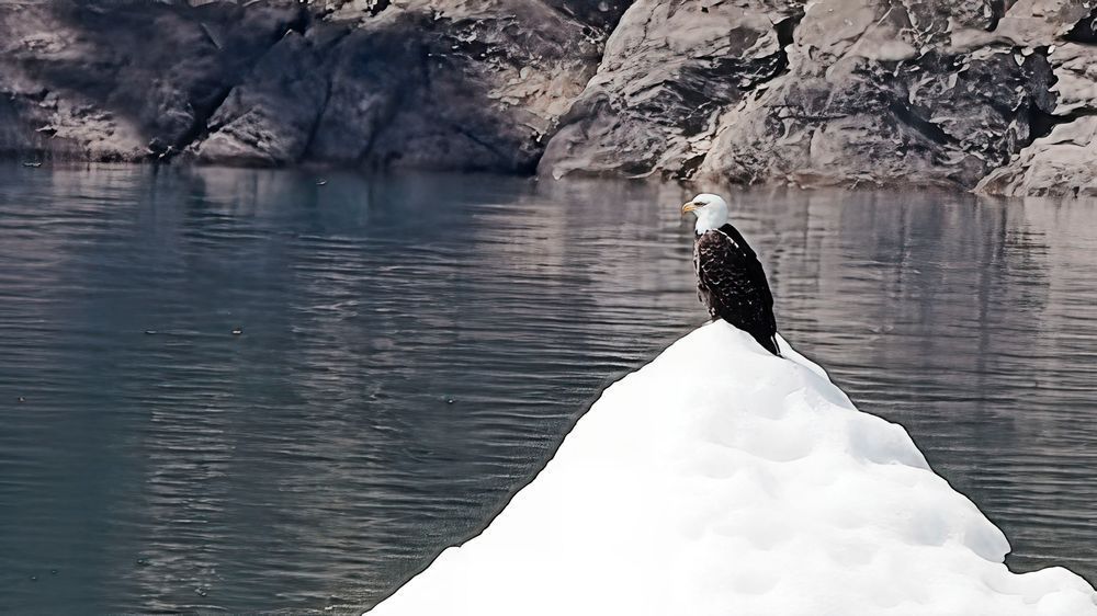 Bald Eagle Perched on Iceberg in Glacial Waters | Majestic Arctic Wildlife