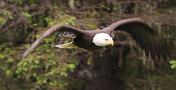 Majestic Bald Eagle in Low Flight Over Forest | Wildlife Action Photography