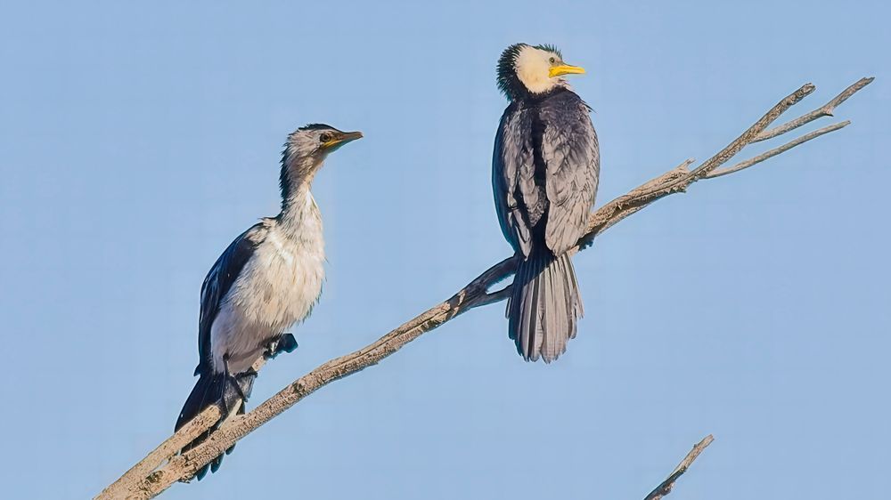 Little Pied Cormorants on Ghost Gum Branch | Moira Lake Barmah National Park