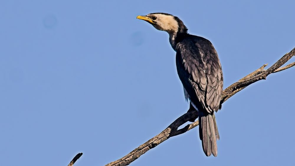 Little Pied Cormorant Perched on a branch| Australian Waterbird Wildlife Photography