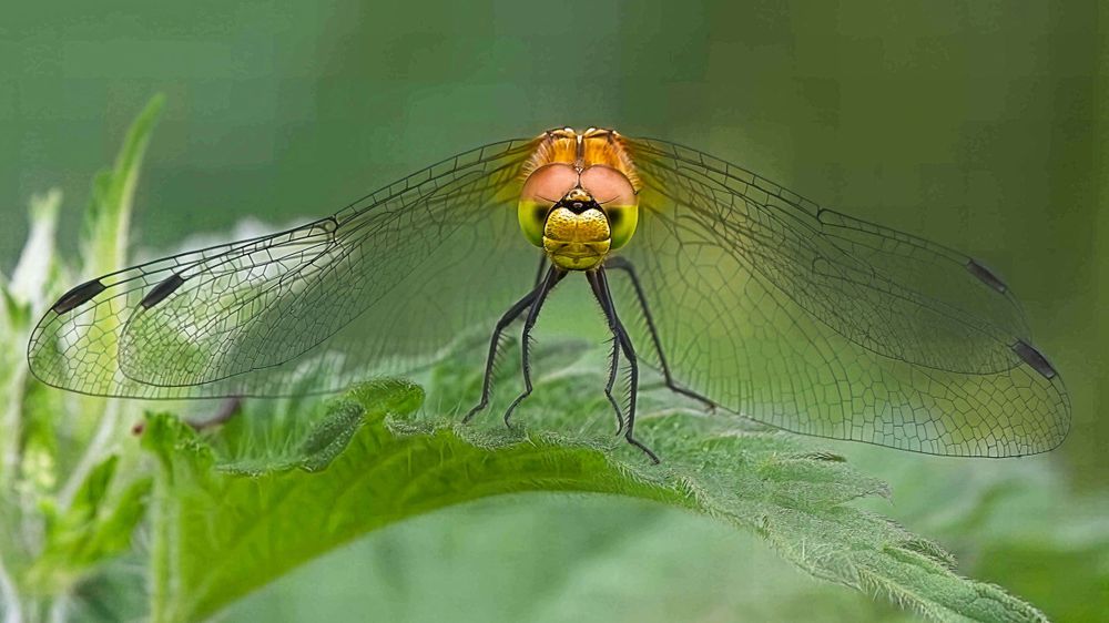 Dragonflies