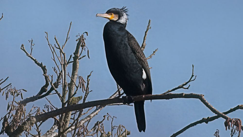 Great Cormorant in Breeding Plumage | Exotic Marine Bird Photography