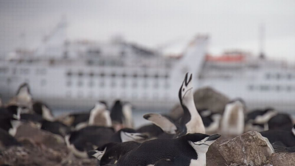 Chinstrap Penguin Colony With Expedition Ship Background Photography Art | Followmyprints