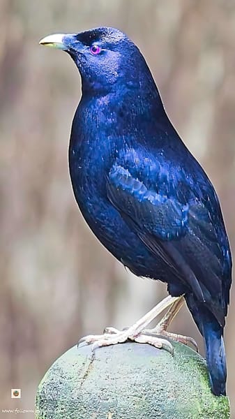 Satin Bowerbird Photography Art | Followmyprints