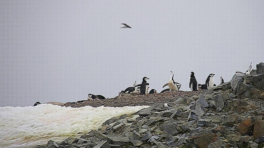 Chinstrap Penguins Defending Against Aerial Predator Photography Art | Followmyprints