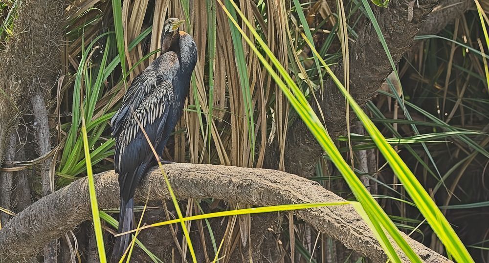 Australasian Male Darter Profile Close-Up | Australian Waterbird Wildlife Photography