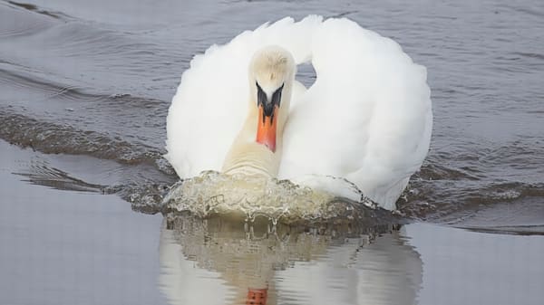 Majestic Mute Swan in Offensive Challenge Posture | Water Bird Photography