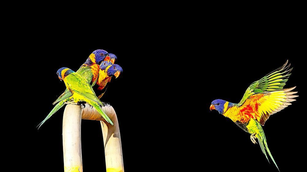 Rainbow Lorikeets in Flight | Vivid Australian Wildlife Action Photo