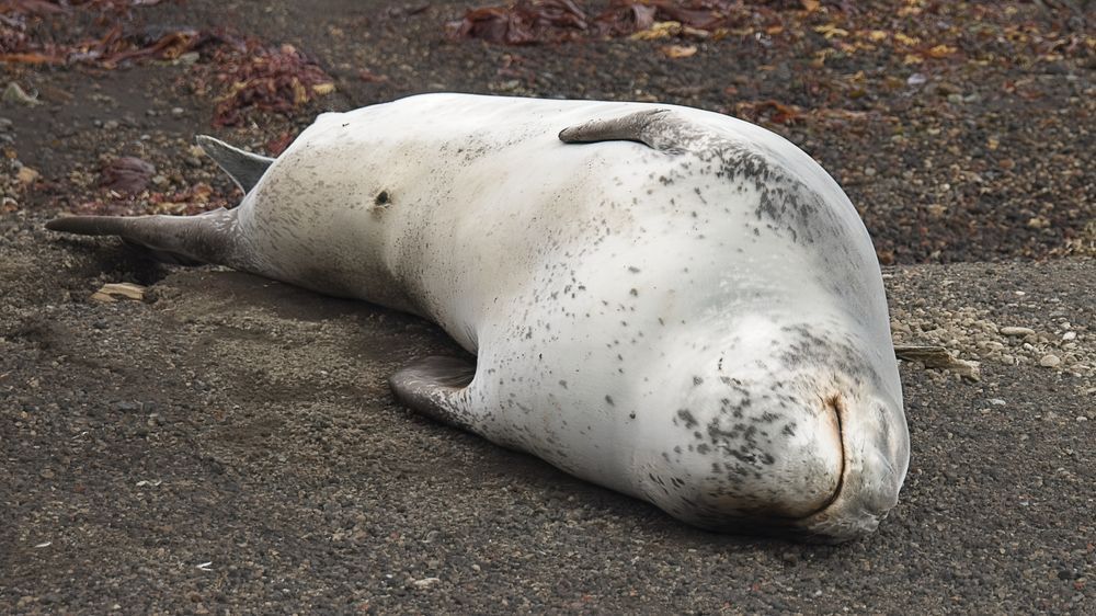 Leopard Seal On The Volcanic Shore Photography Art | Followmyprints