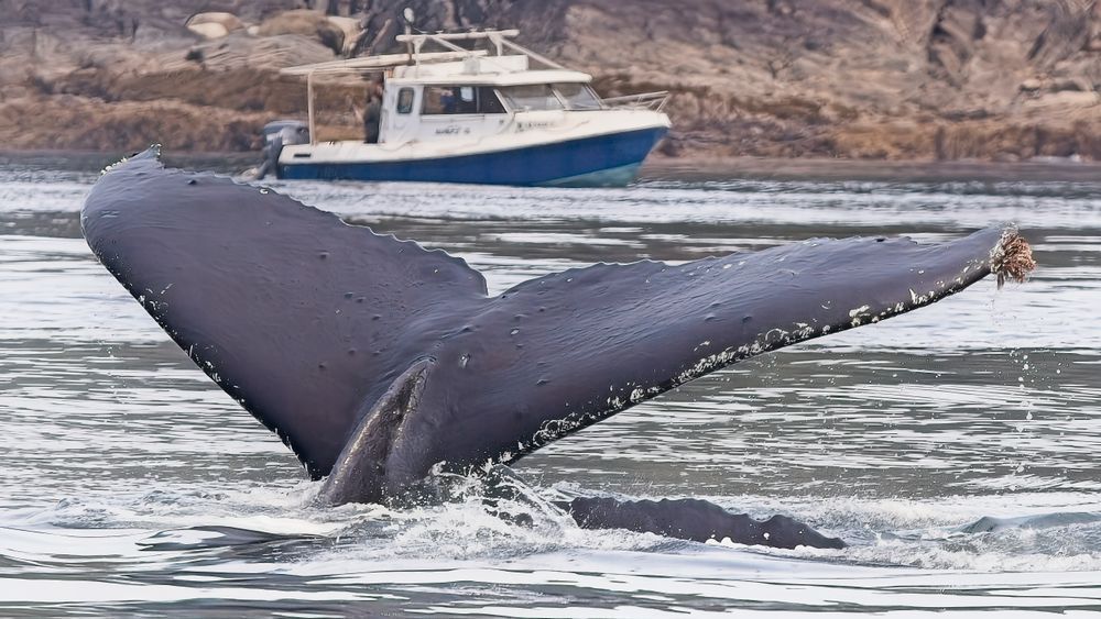 Humpback Whale Tail Flukes and Whale Watching Boat | Marine Wildlife Photography