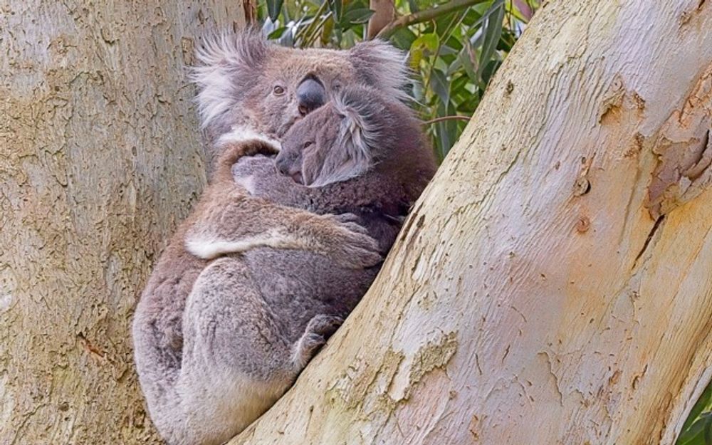 Mother Koala Embracing Joey In Eucalyptus Tree Photography Art | Followmyprints