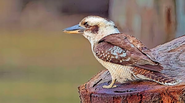Laughing Kookaburra Portrait | Iconic Australian Wildlife Photo