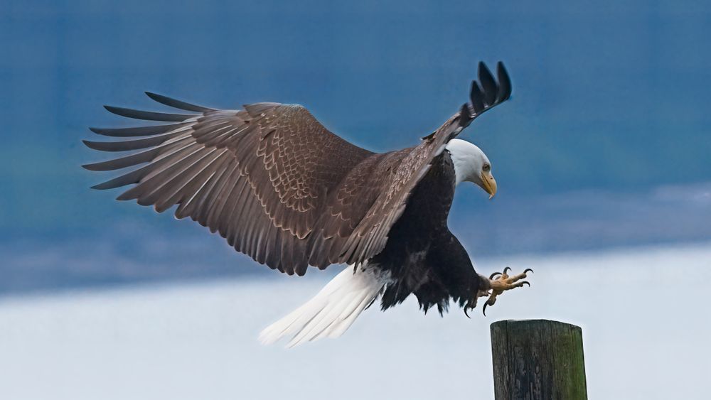 Bald Eagle Landing in Hoonah, Alaska | Wildlife Action Photo