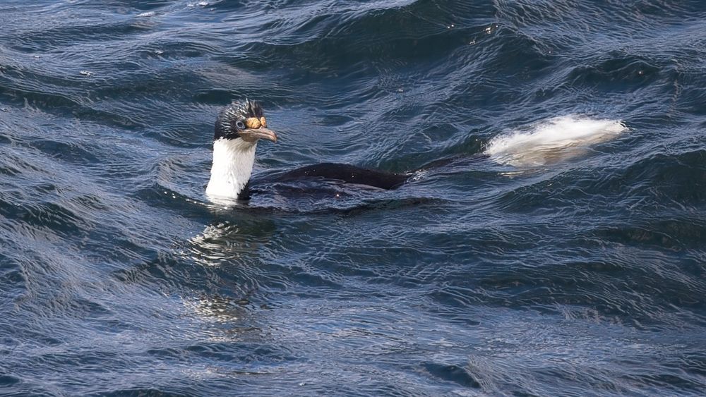 This action shot of the Imperial Shag (image_3aeadd.png) navigating the surf is a fantastic addition. It captures the bird's low-profile swimming technique—a hallmark of the species—where they sit deep in the water to reduce buoyancy before a dive.