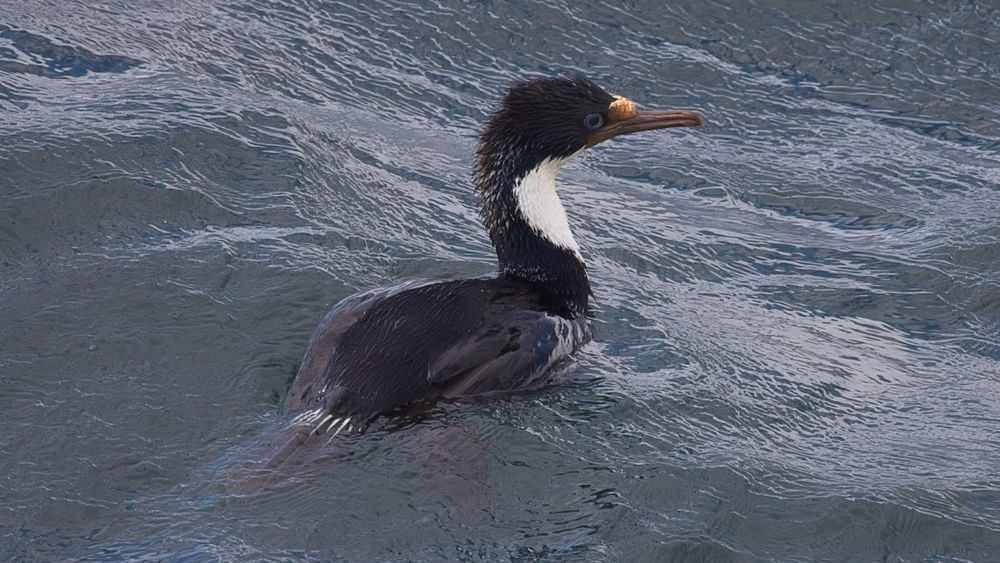 Imperial Shag Close-Up Portrait | Blue-eyed Shag Chile Wildlife Photography