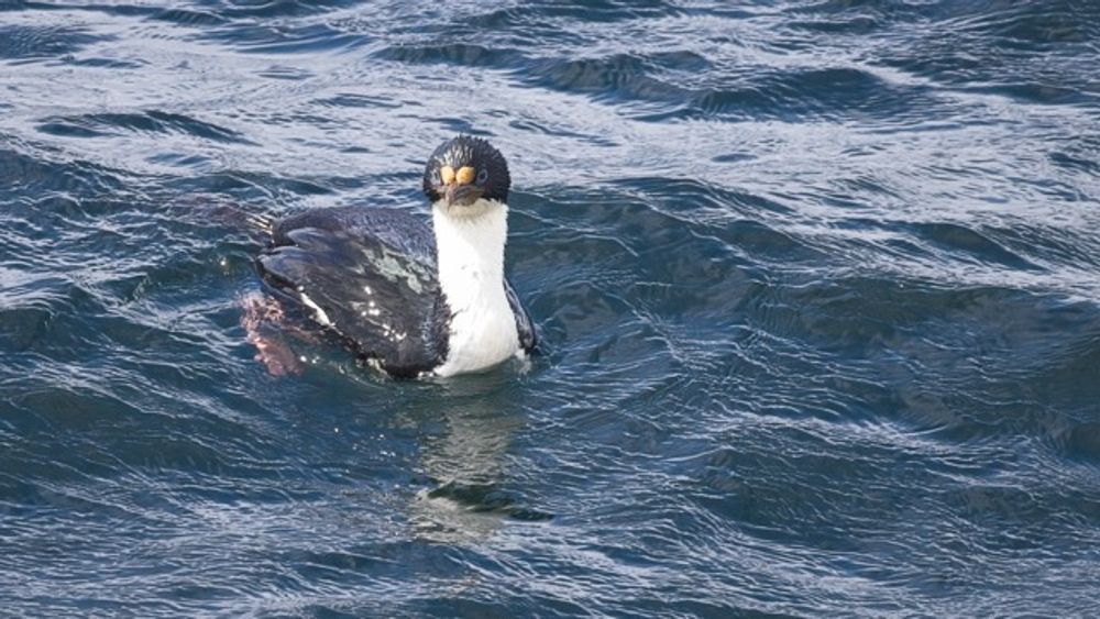Imperial Shag at Port Phillip, Chile | Blue-eyed Shag Wildlife Photography