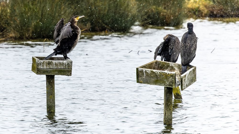 Great Cormorants Perched| Coastal Wildlife Photography