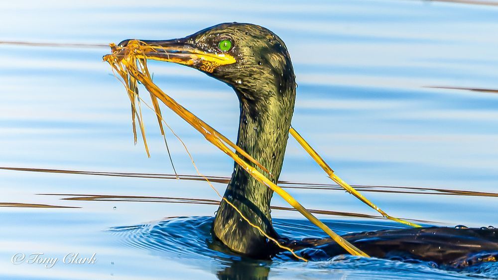 Double-crested Cormorant Swimming with Nesting Material | Marine Bird Behaviour
