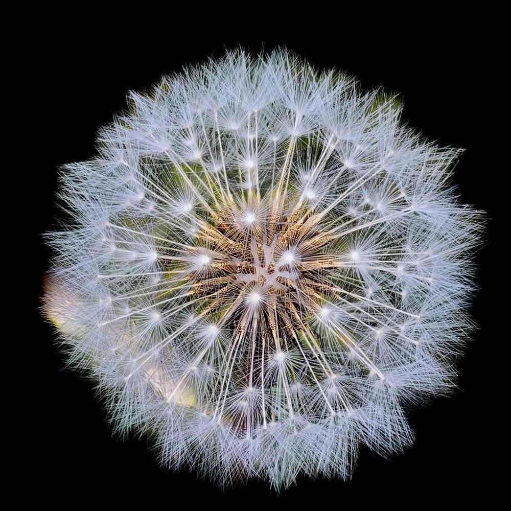 Dandelion Seed Head Photography Art | Followmyprints