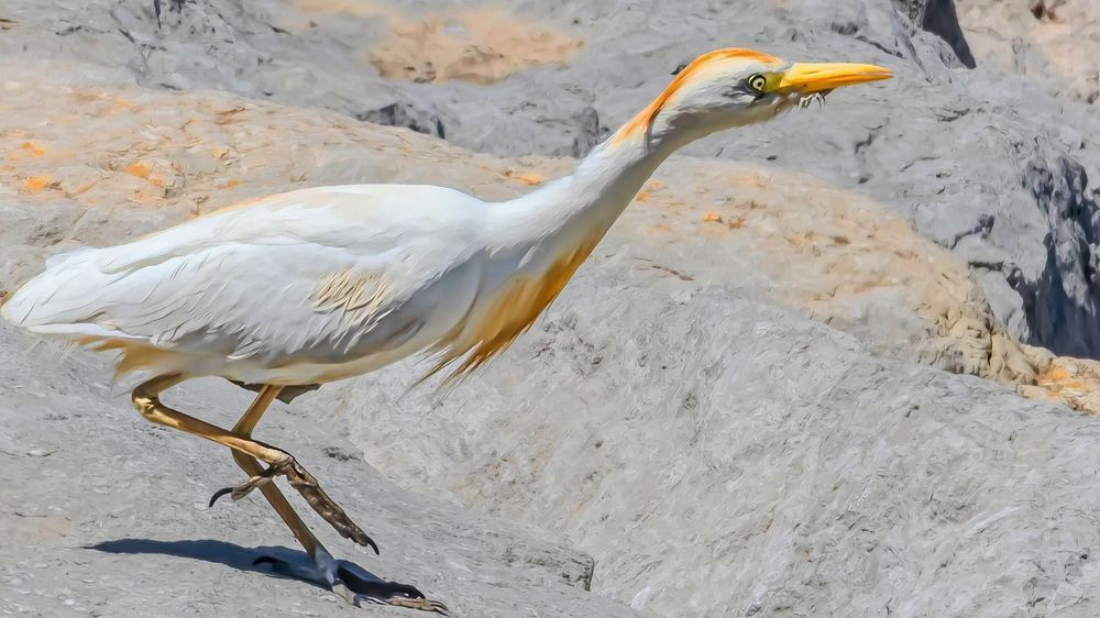 Cattle Egret On The Hunt Morocco Africa Photography Art | Followmyprints