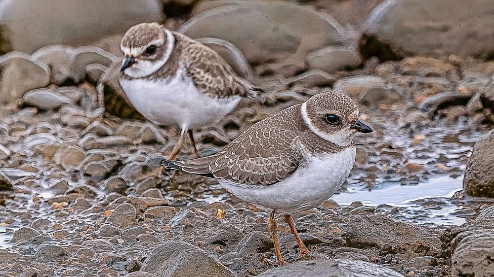 Common Ringed Plover Photography Art | Followmyprints