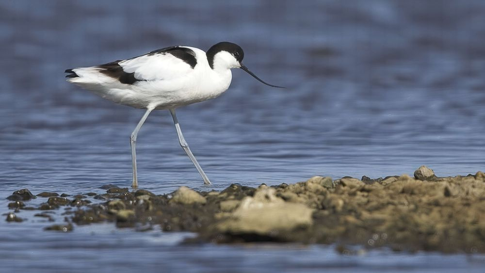 Avocet Collection 16 Photography Art | Followmyprints