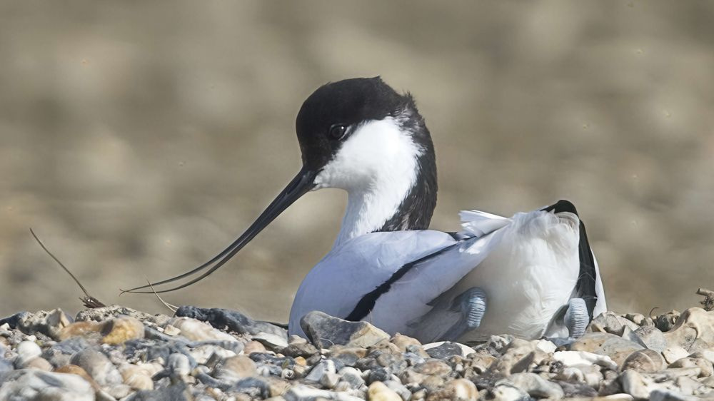 Avocet Collection 4 Photography Art | Followmyprints