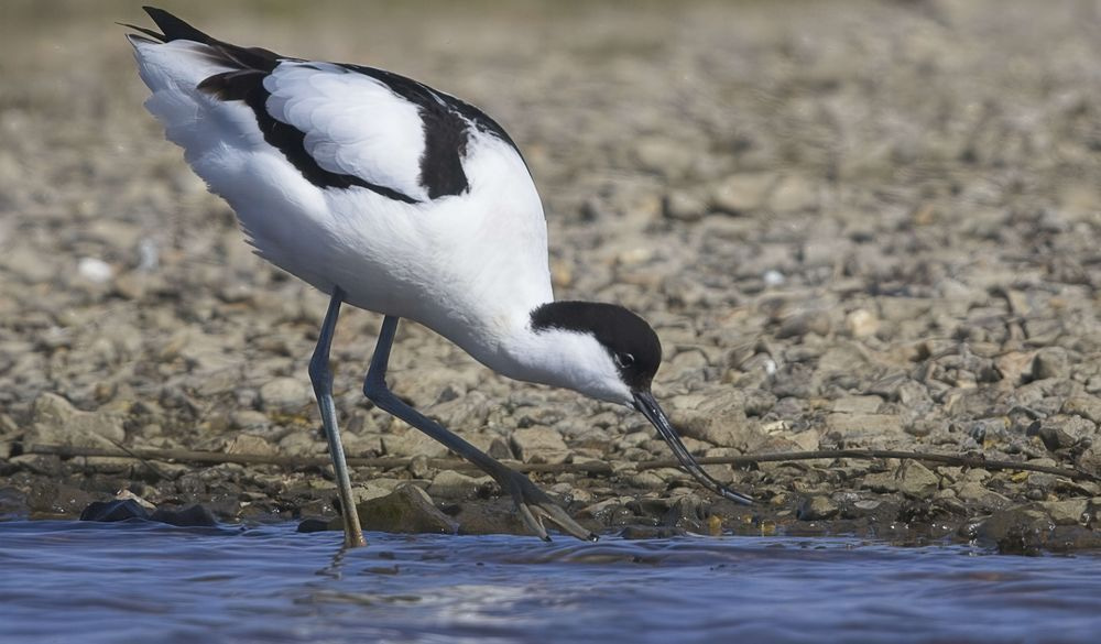 Avocet Collection 17 Photography Art | Followmyprints