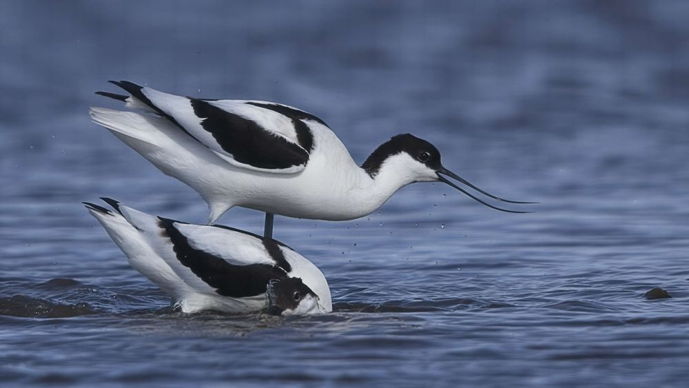 Avocet Collection 14 Photography Art | Followmyprints