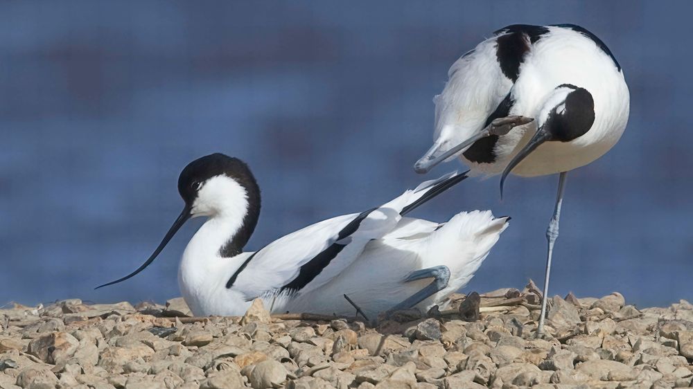 Avocet Collection 11 Photography Art | Followmyprints