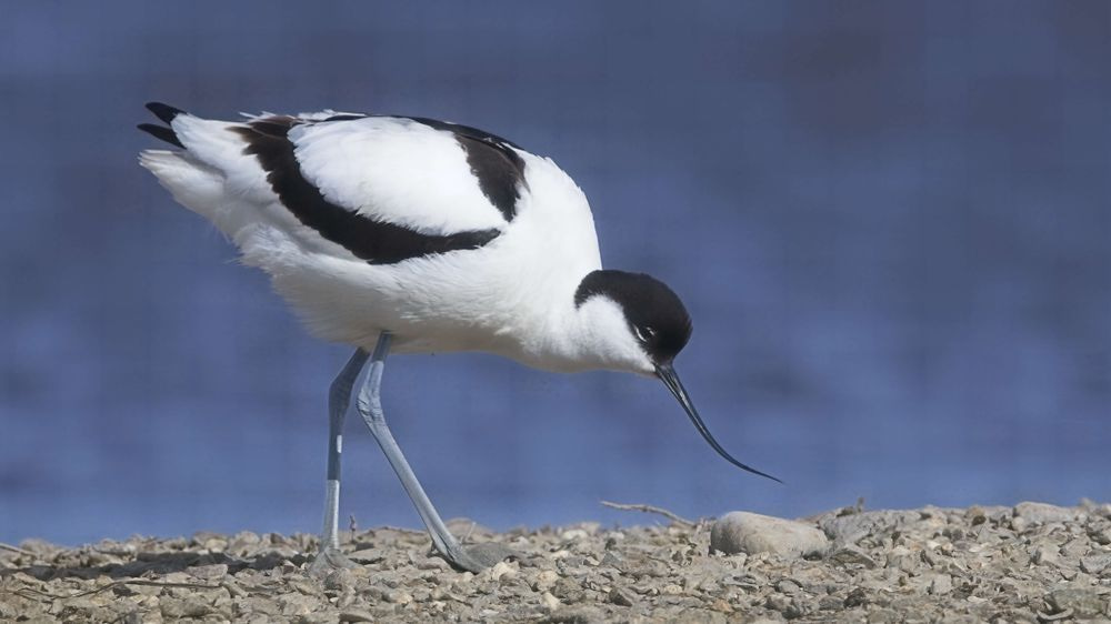 Avocet Collection 12 Photography Art | Followmyprints