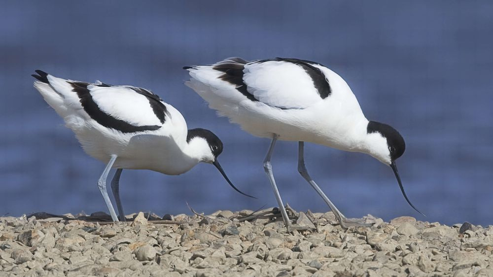 Avocet Collection 13 Photography Art | Followmyprints