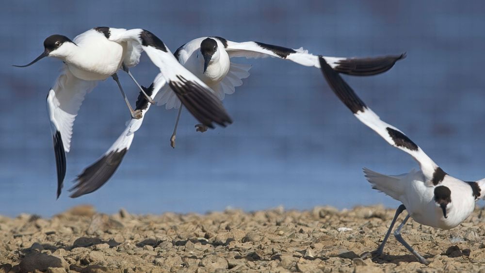 Avocet Collection 10 Photography Art | Followmyprints