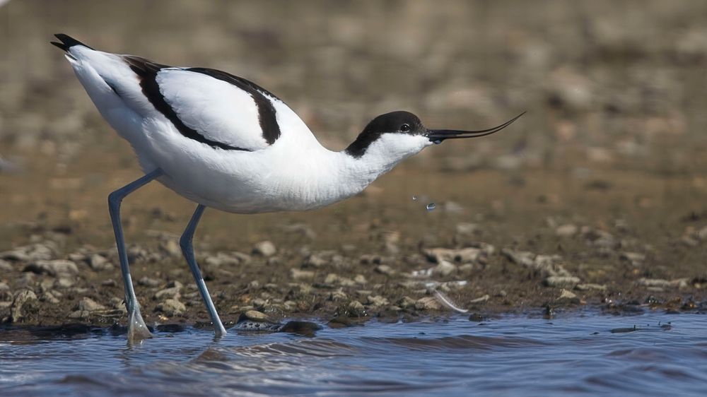 Avocet Collection 18 Photography Art | Followmyprints