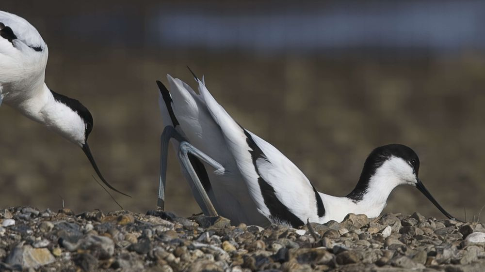 Avocet Collection 1 Photography Art | Followmyprints