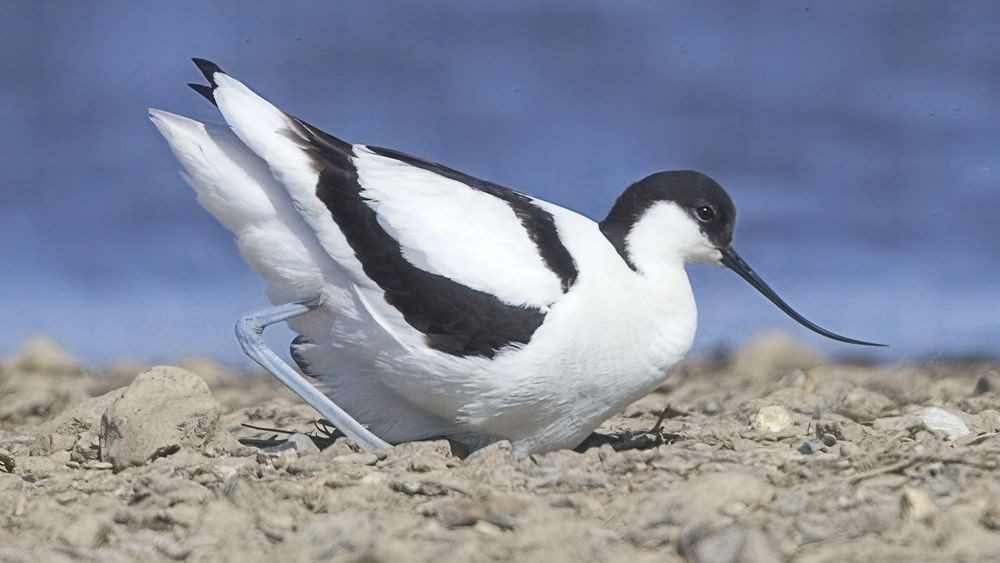 Avocet Collection 31 Photography Art | Followmyprints