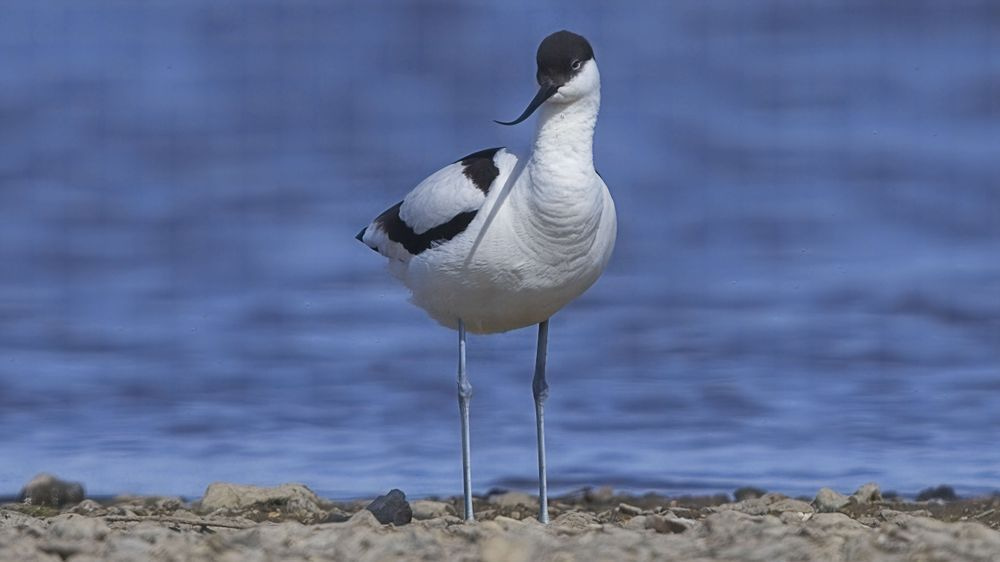 Avocet Collection 30 Photography Art | Followmyprints
