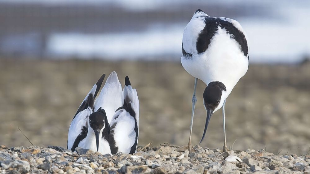 Avocet Collection 3 Photography Art | Followmyprints
